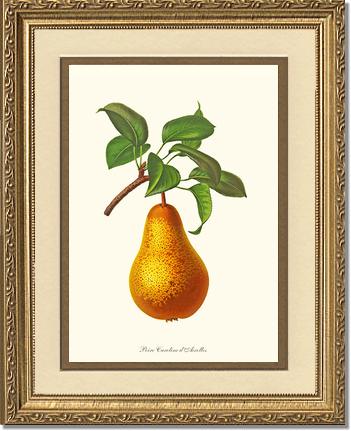 Pear, Caroline Dairolles | Vintage Redouté's Fruit Wall art print