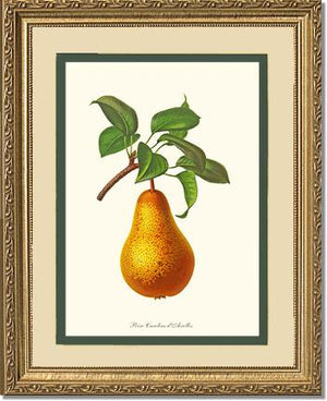 Pear, Caroline Dairolles