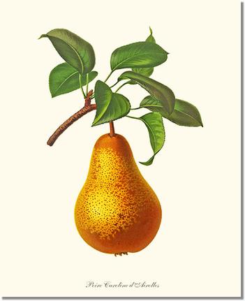 Pear, Caroline Dairolles | Vintage Redouté's Fruit Wall art print