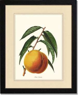 Peach, Quetier