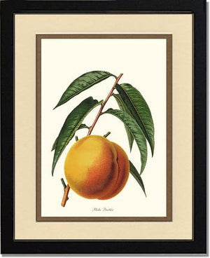 Peach, Quetier