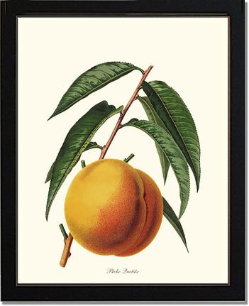 Peach, Quetier | Vintage Redouté's Fruit Art Print