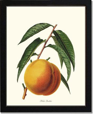 Peach, Quetier