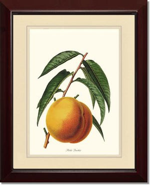 Peach, Quetier