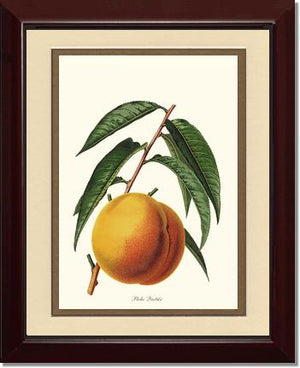 Peach, Quetier