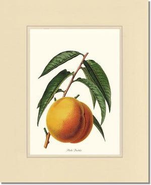Peach, Quetier