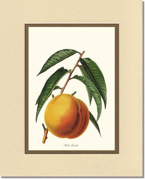 Peach, Quetier
