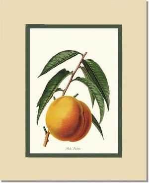 Peach, Quetier