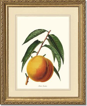 Peach, Quetier