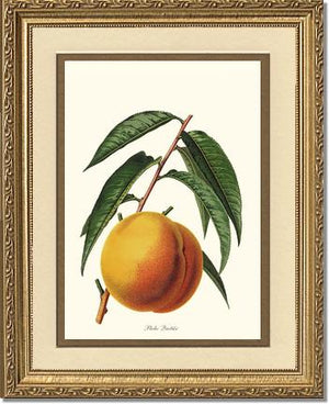 Peach, Quetier