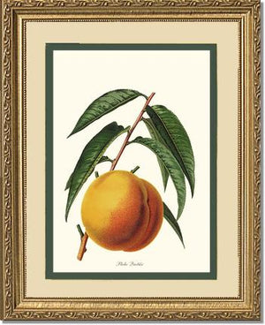 Peach, Quetier