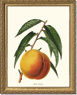 Peach, Quetier