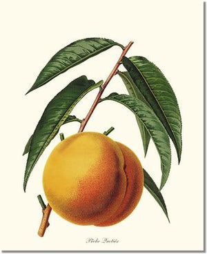 Fruit Print: Peach, Quetier
