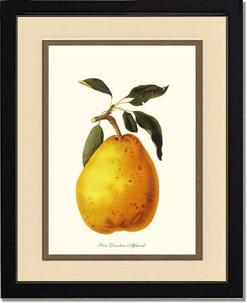 Pear, Directeur Alphand | Vintage Redouté's Fruit Wall art print