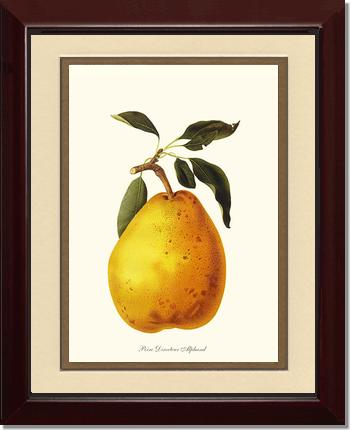 Pear, Directeur Alphand | Vintage Redouté's Fruit Wall art print