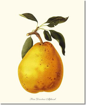 Fruit Print: Pear, Directeur Alphand