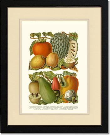 Tropical Fruit | Vintage Redouté's Fruit Art Print