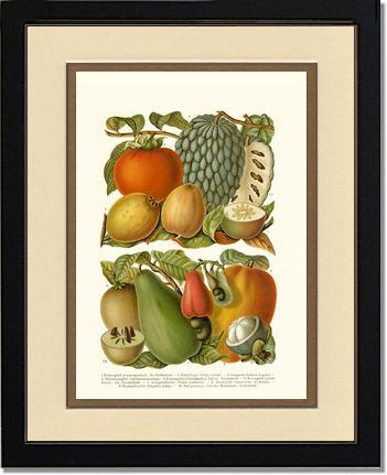Tropical Fruit | Vintage Redouté's Fruit Art Print