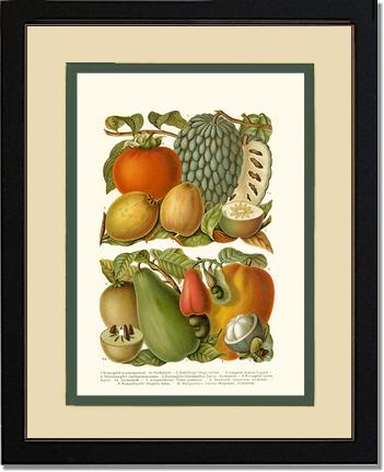 Tropical Fruit | Vintage Redouté's Fruit Art Print