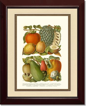 Tropical Fruit | Vintage Redouté's Fruit Art Print