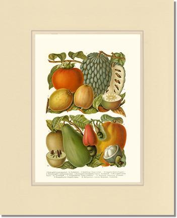Tropical Fruit | Vintage Redouté's Fruit Art Print