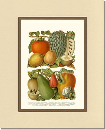 Tropical Fruit | Vintage Redouté's Fruit Art Print