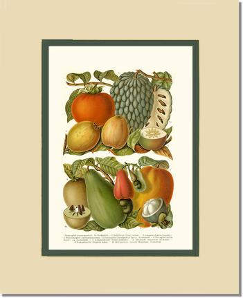 Tropical Fruit | Vintage Redouté's Fruit Art Print