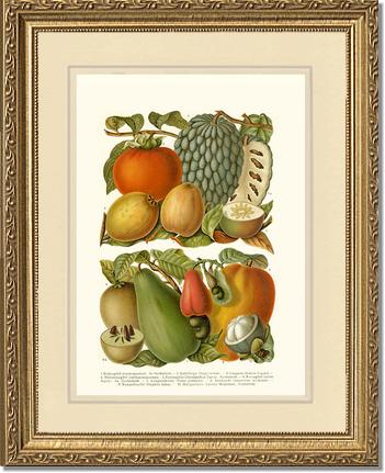 Tropical Fruit | Vintage Redouté's Fruit Art Print