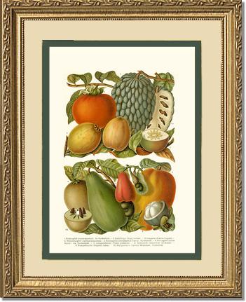 Tropical Fruit | Vintage Redouté's Fruit Art Print