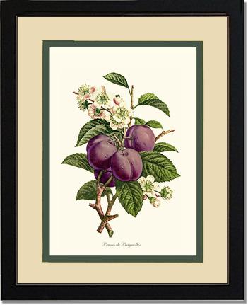 Plums | Vintage Redouté's Fruit Wall art print