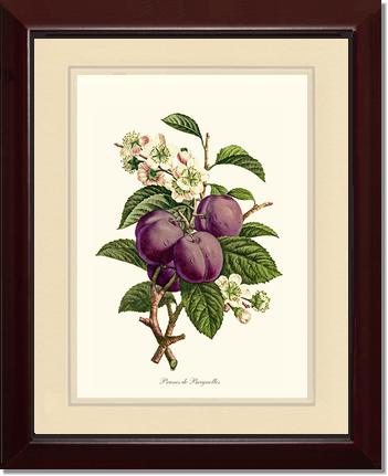Plums | Vintage Redouté's Fruit Wall art print