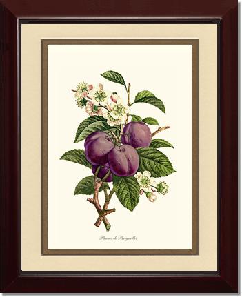 Plums | Vintage Redouté's Fruit Wall art print