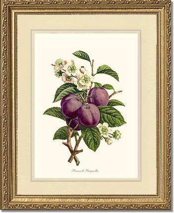 Plums | Vintage Redouté's Fruit Wall art print