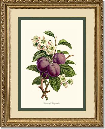 Plums | Vintage Redouté's Fruit Wall art print