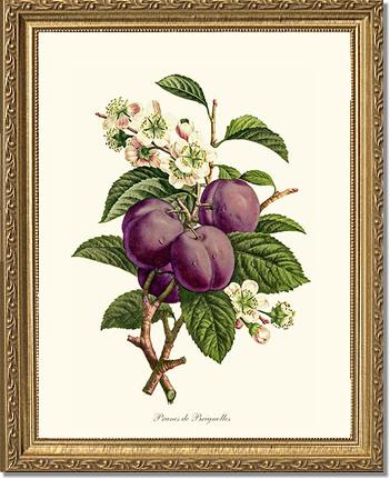Plums | Vintage Redouté's Fruit Wall art print