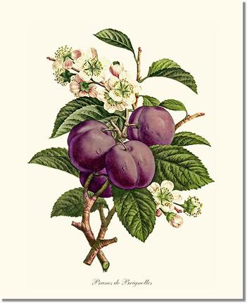 Fruit Print: Plums