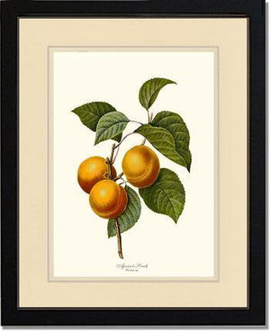 Apricot-peach - Charting Nature