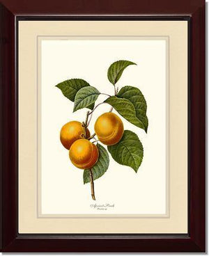 Apricot-peach - Charting Nature
