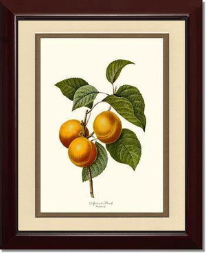 Apricot-peach - Charting Nature