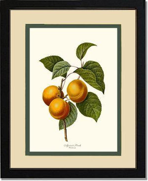Apricot-peach - Charting Nature