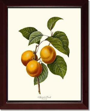 Apricot-peach - Charting Nature