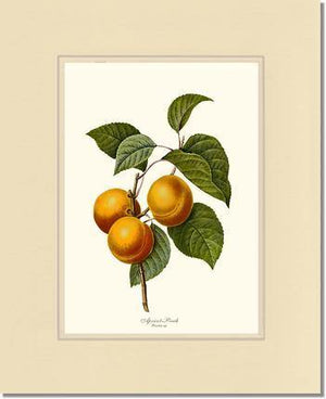 Apricot-peach - Charting Nature
