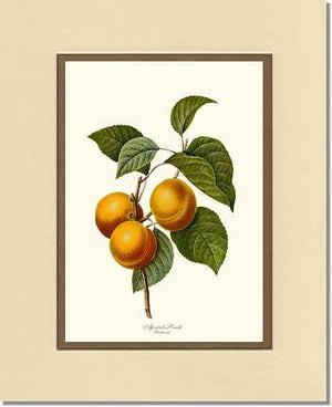 Apricot-peach - Charting Nature