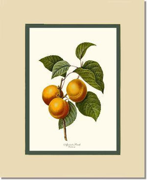 Apricot-peach - Charting Nature