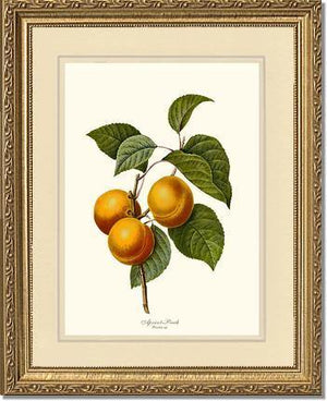 Apricot-peach - Charting Nature