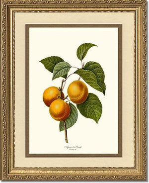 Apricot-peach - Charting Nature