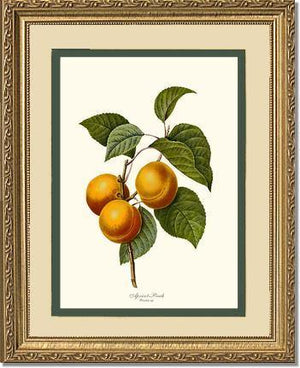 Apricot-peach - Charting Nature
