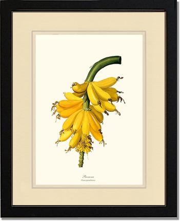 Banana | Vintage Redouté's Fruit Art Print