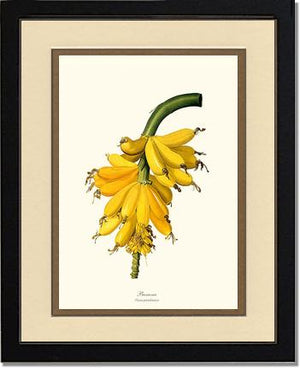 Banana | Vintage Redouté's Fruit Wall art print