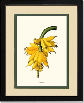 Banana | Vintage Redouté's Fruit Art Print